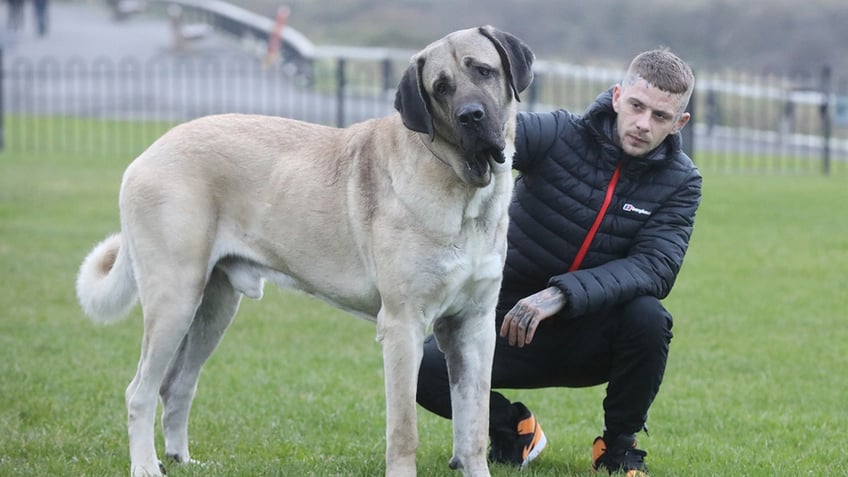 gentle giant dog at 250 pounds eats an entire chicken daily as owner spends nearly 5k a year on food