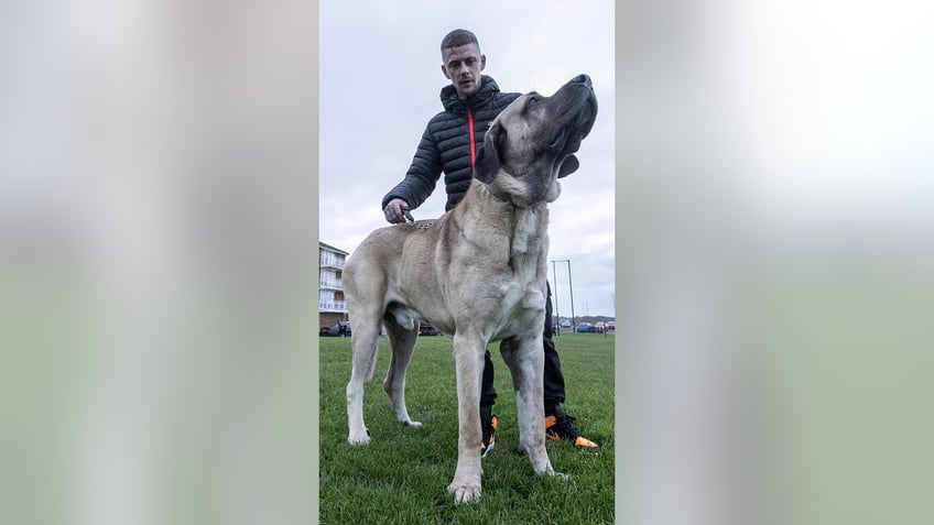 gentle giant dog at 250 pounds eats an entire chicken daily as owner spends nearly 5k a year on food