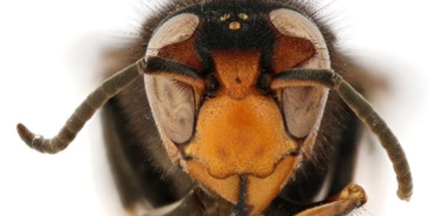 georgia beekeeper spots invasive hornet in us for first time a voracious predator