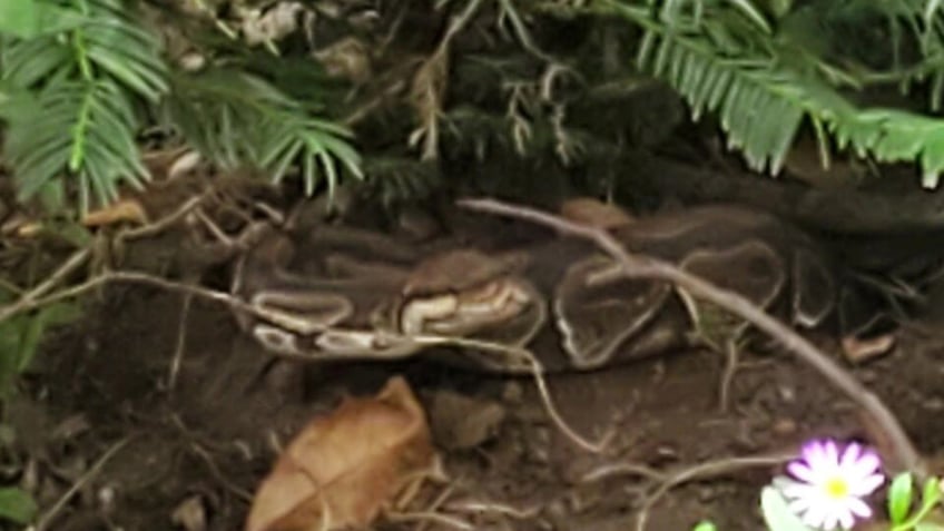 georgia couple searches for 4 foot ball python living in front yard