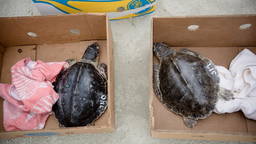 georgia group and others release 34 rehabilitated sea turtles into ocean after reptiles regained their health