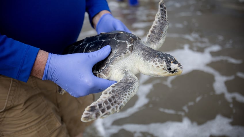 sea turtles near water