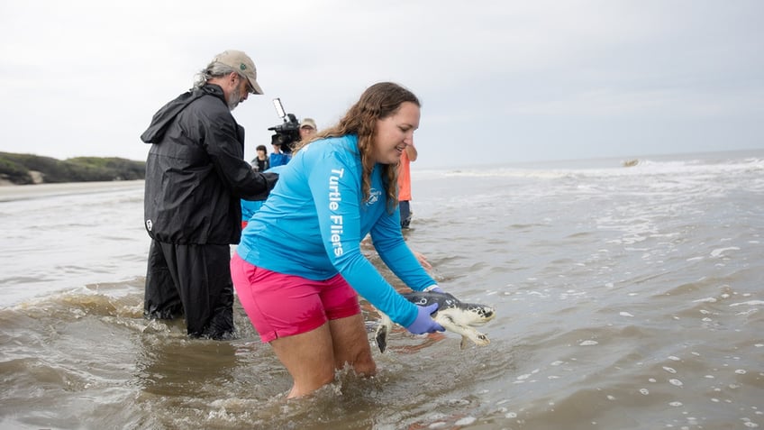georgia group and others release 34 rehabilitated sea turtles into ocean after reptiles regained their health