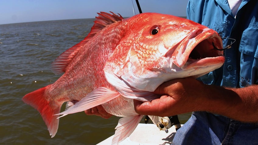 red snapper