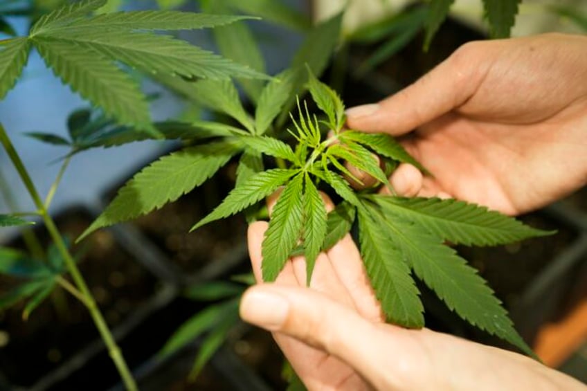 germanys cabinet is set to approve a plan to liberalize rules on cannabis possession and sale