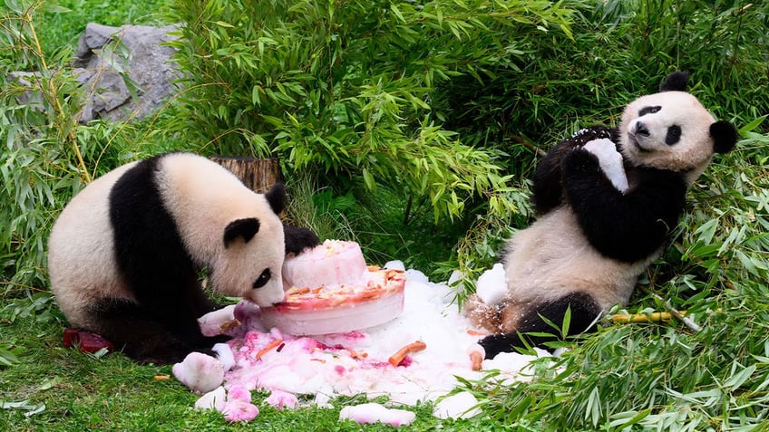 germanys first giant pandas celebrate 4th birthday with cake ahead of trip to china