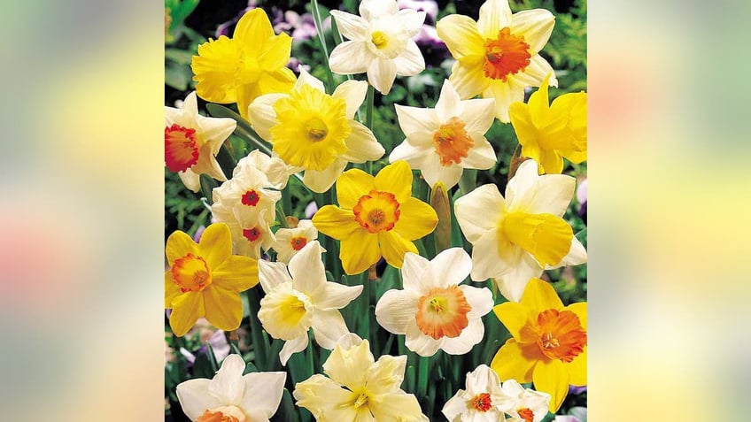 Plant bulbs in the winter for a colorful spring garden.