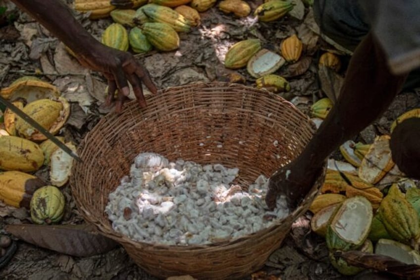 Higher production costs and the Ghanaian currency's fall have hurt cocoa farmers