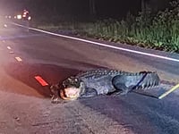 Giant alligator lunging at cars in NC road shooed away after firefighters take clever approach