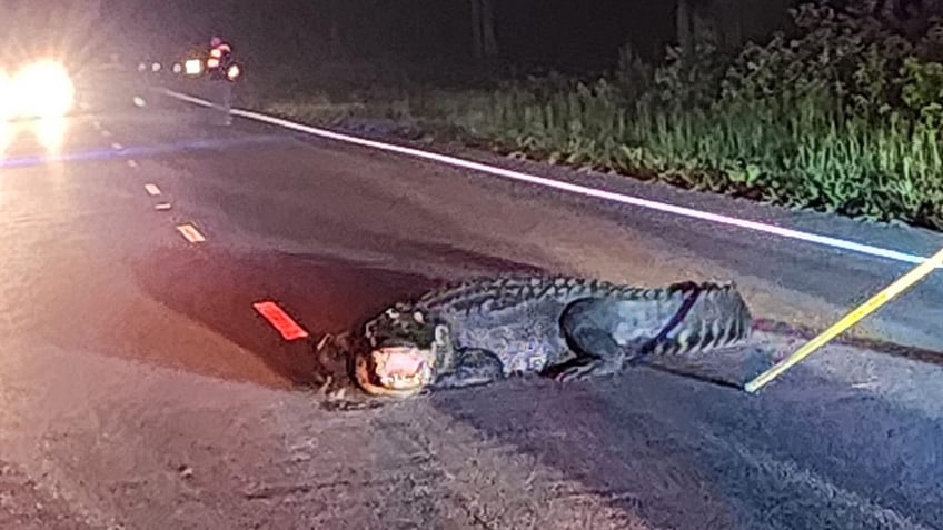 alligator in the road