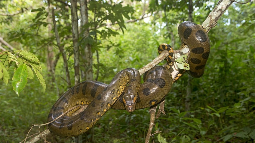 Anaconda in a tree