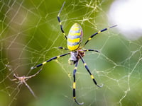 Giant Joro ‘flying’ spider continues march northward with Massachusetts sighting