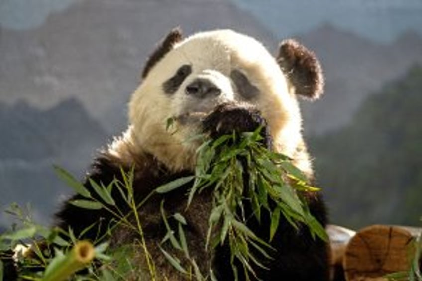 Giant pandas Bao Li and Qing Bao to make Smithsonian Zoo public debut Jan. 14