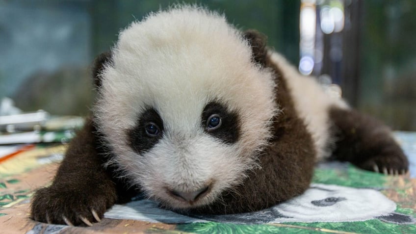 giant pandas to leave smithsonians national zoo in washington dc in december