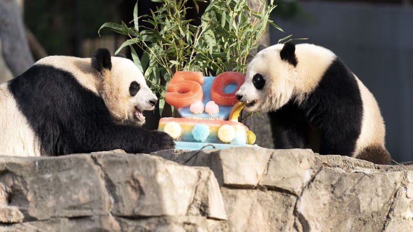 giant pandas to leave smithsonians national zoo in washington dc in december