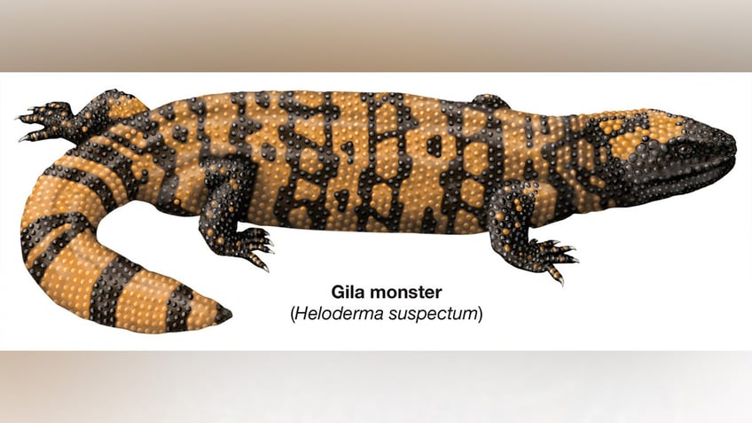 Gila Monster