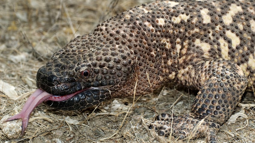 Gila Monster 