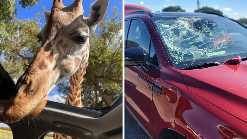 giraffe smashes texas familys car windshield at wildlife park glass shot everywhere