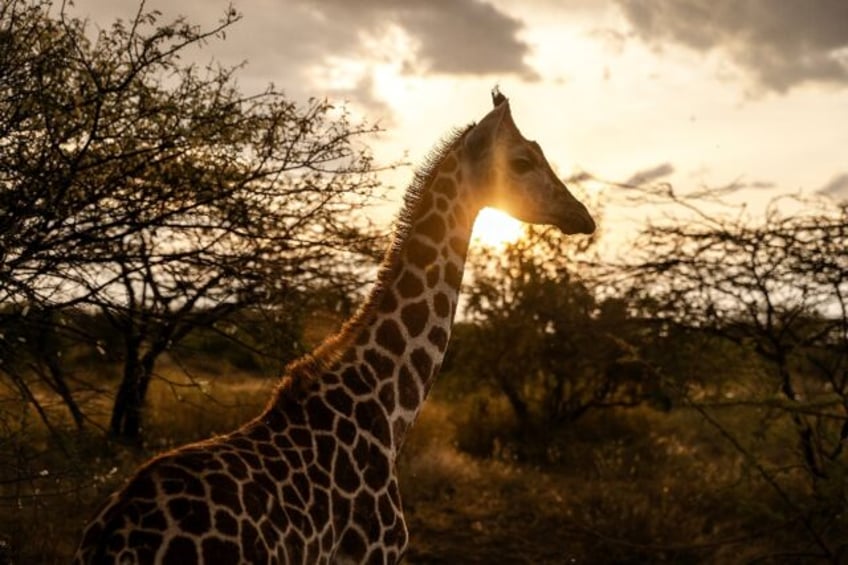 The number of giraffes in Kenya has declined sharply due to illegal hunting and human encr