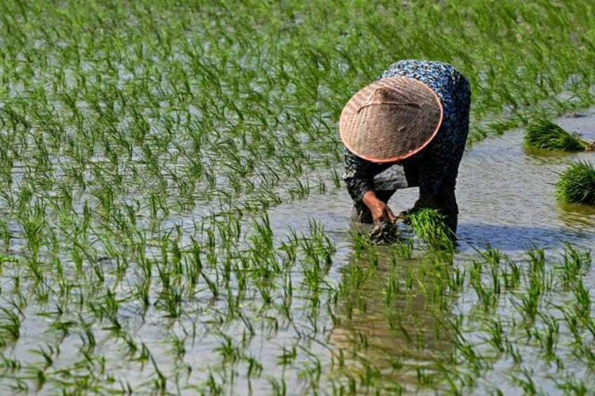 global rice prices hit 15 year high after india curbs fao