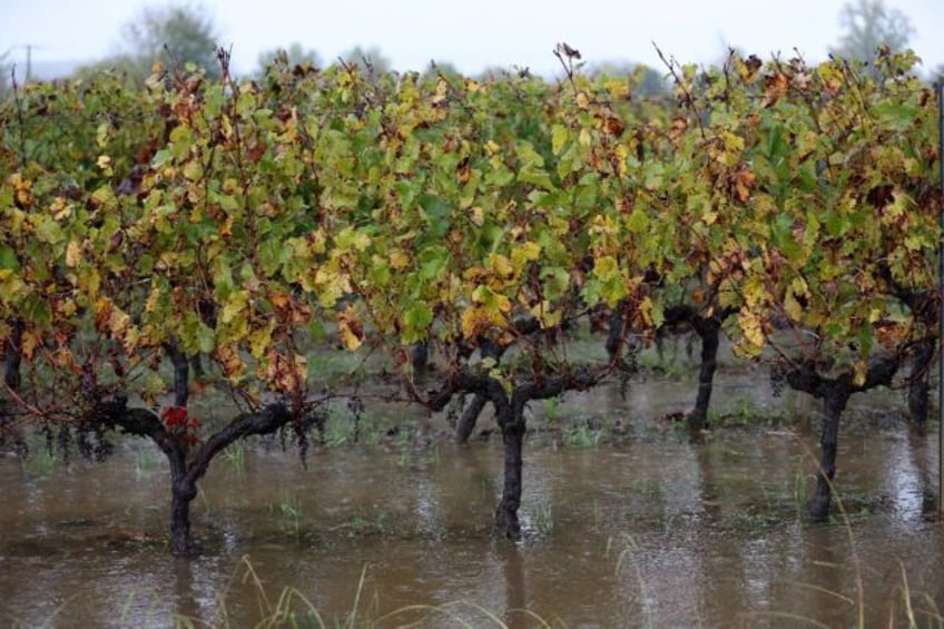 global wine production hits lowest level since 1961