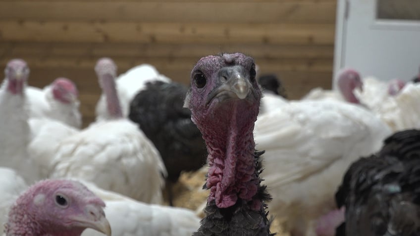 A turkey stares at the camera