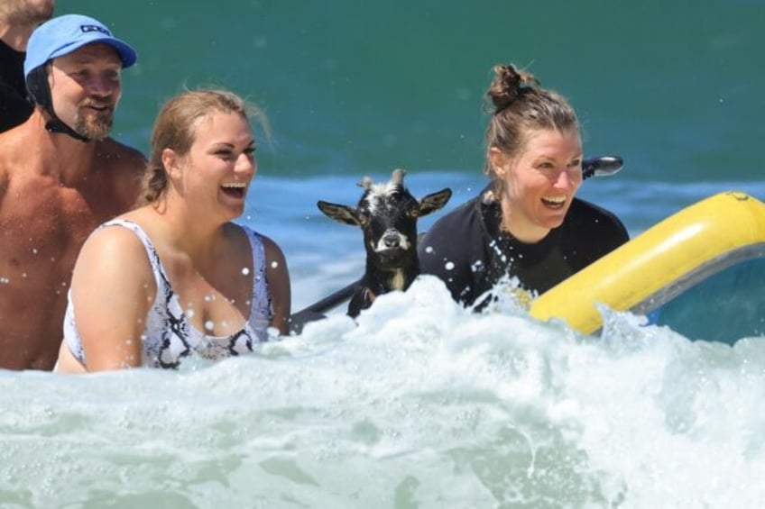 goat vibrations animals teach surfers in california