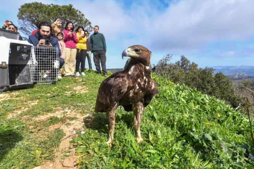 Aquila the golden eagle is freed following its rehabilitation by volunteers of Tunisia's W