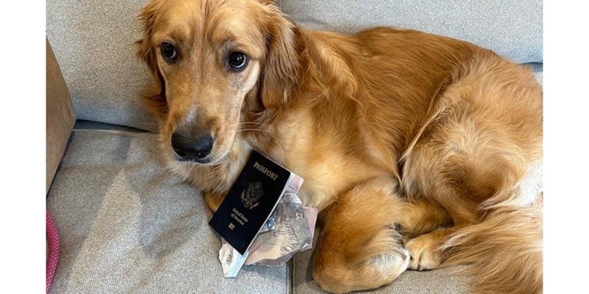 golden retriever eats boston grooms passport days before dream destination wedding in italy