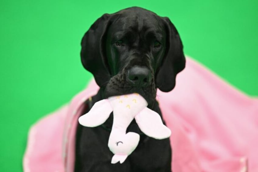 A Great Dane chews its soft toy on the third day of the Crufts dog show in Birmingham, cen