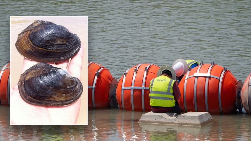 gop grills biden admin on highly suspicious endangered mussel decision that might halt border buoys