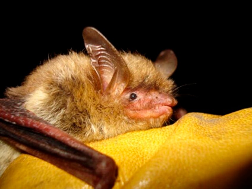 gop measures would undo protections for endangered lesser prairie chicken northern bat