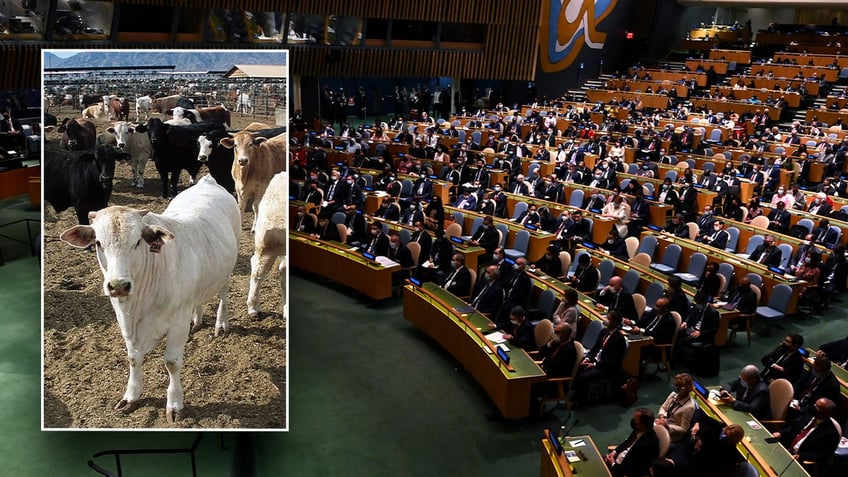 U.N. assembly, cattle inset