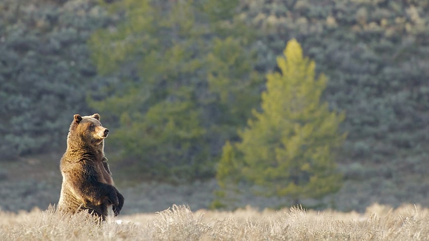 grizzly bear stands in wyoming