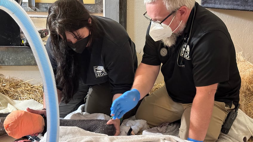 Ashley Ashcraft with Mike Wenninger checking out the gorilla's arm