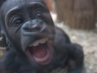 Gorilla, just 4 months old, delights zoo visitors with funny faces: 'Very happy'