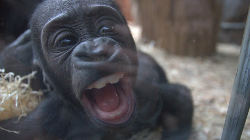 Baby gorilla