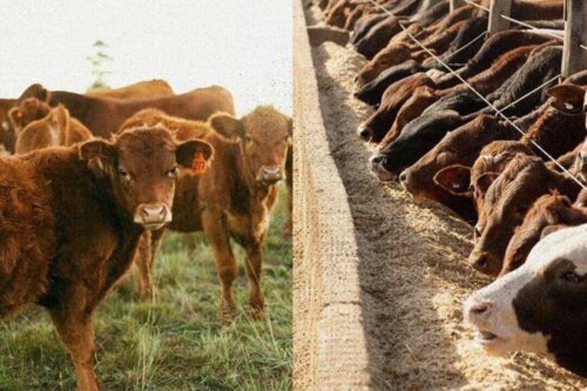 grain fed vs grass fed beef whats the difference