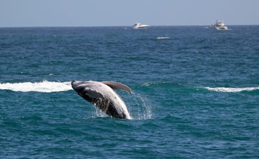 The scientists found a striking trend: a gray whale born in 2020 is likely to reach a full