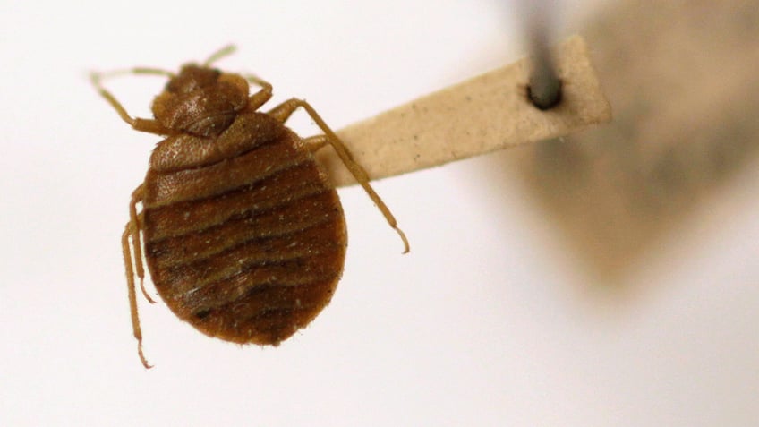 greece health officials take action against bedbug crisis hoax targeting tourists