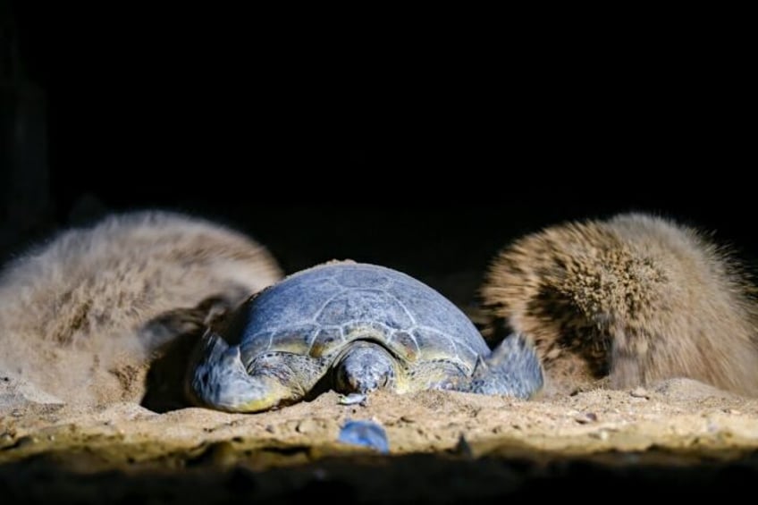 green turtles fight to survive against pakistans urban sprawl