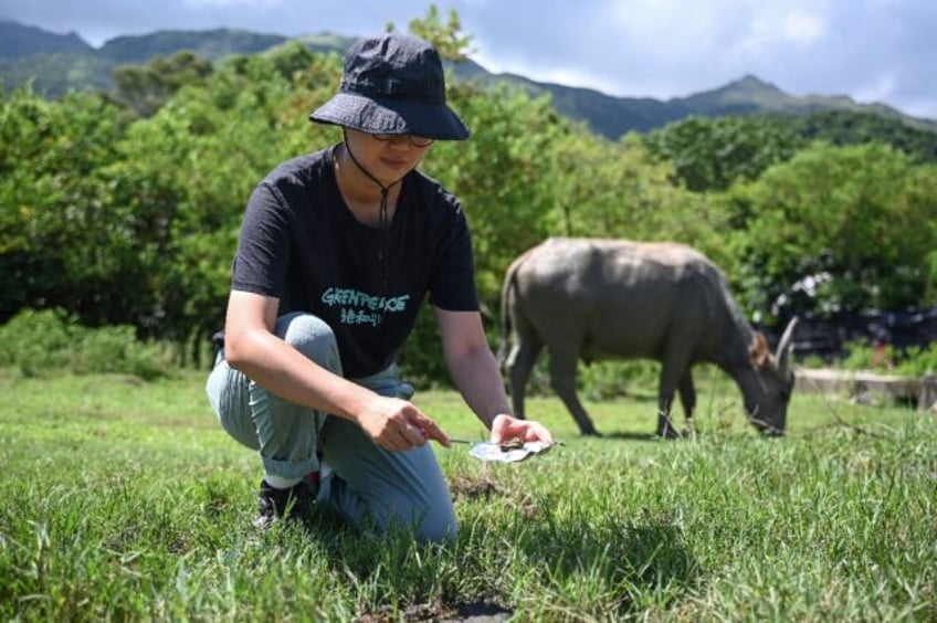 Greenpeace campaigner Leanne Tam collecting buffalo faeces samples on Lantau Island to tes