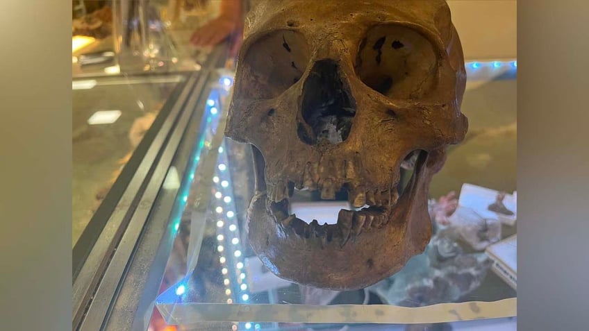 grim discovery human skull found inside florida thrift store