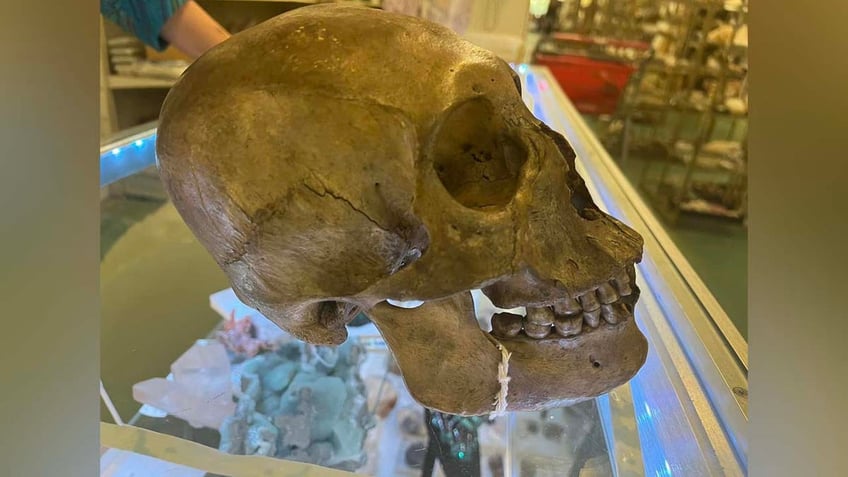 grim discovery human skull found inside florida thrift store