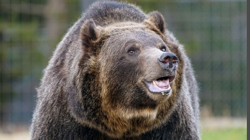 grizzly bear mauls montana hunter in custer gallatin national forest