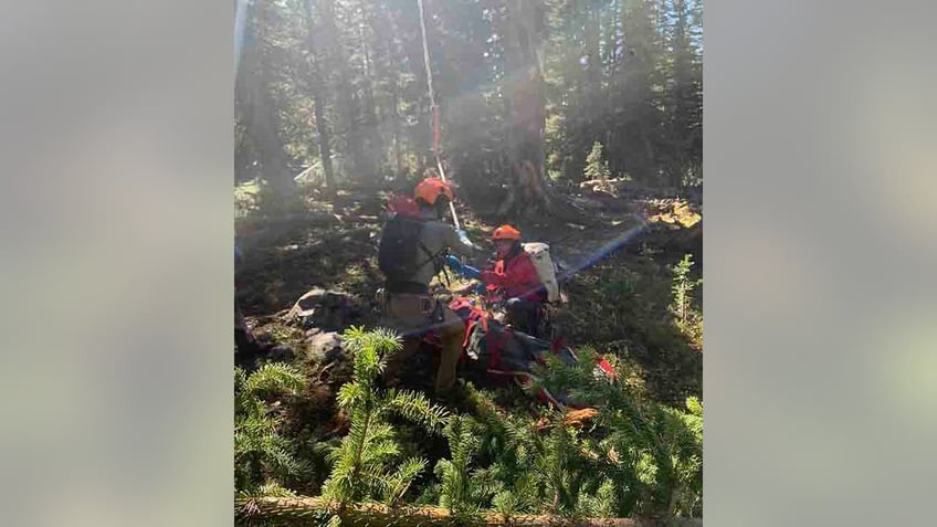 grizzly bear mauls montana hunter in custer gallatin national forest