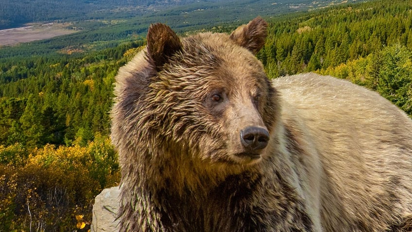 grizzly bear that killed woman near yellowstone euthanized after breaking into montana house