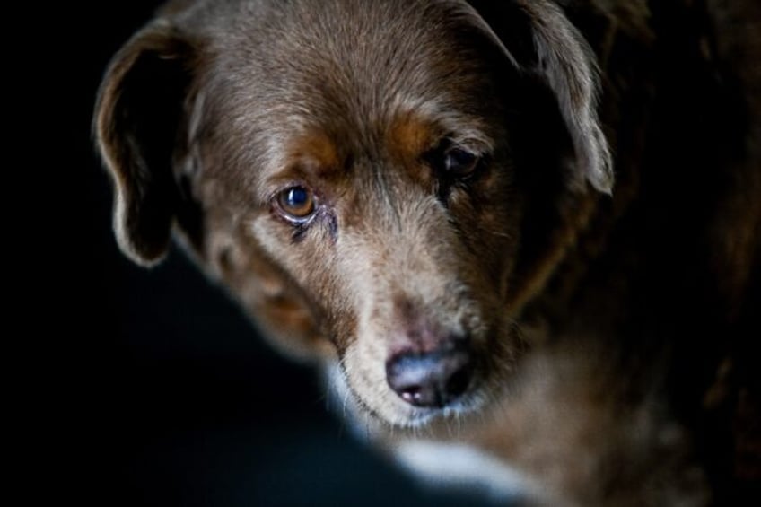 Bobi was declared the world's oldest dog in February 2023