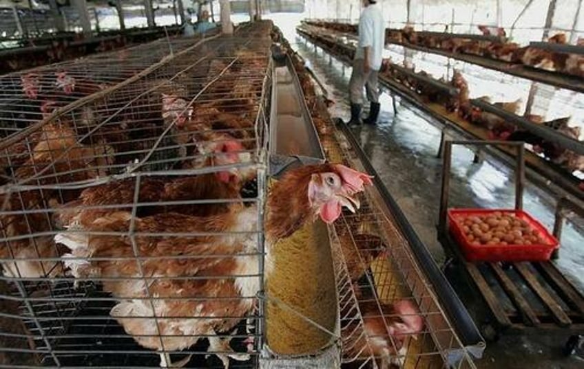 h3n8 avian flu virus has strong transmission potential with risk of major outbreak