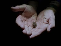 Habitat loss and climate change make it tough to be an amphibian. Some humans are helping